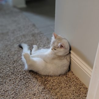 12341